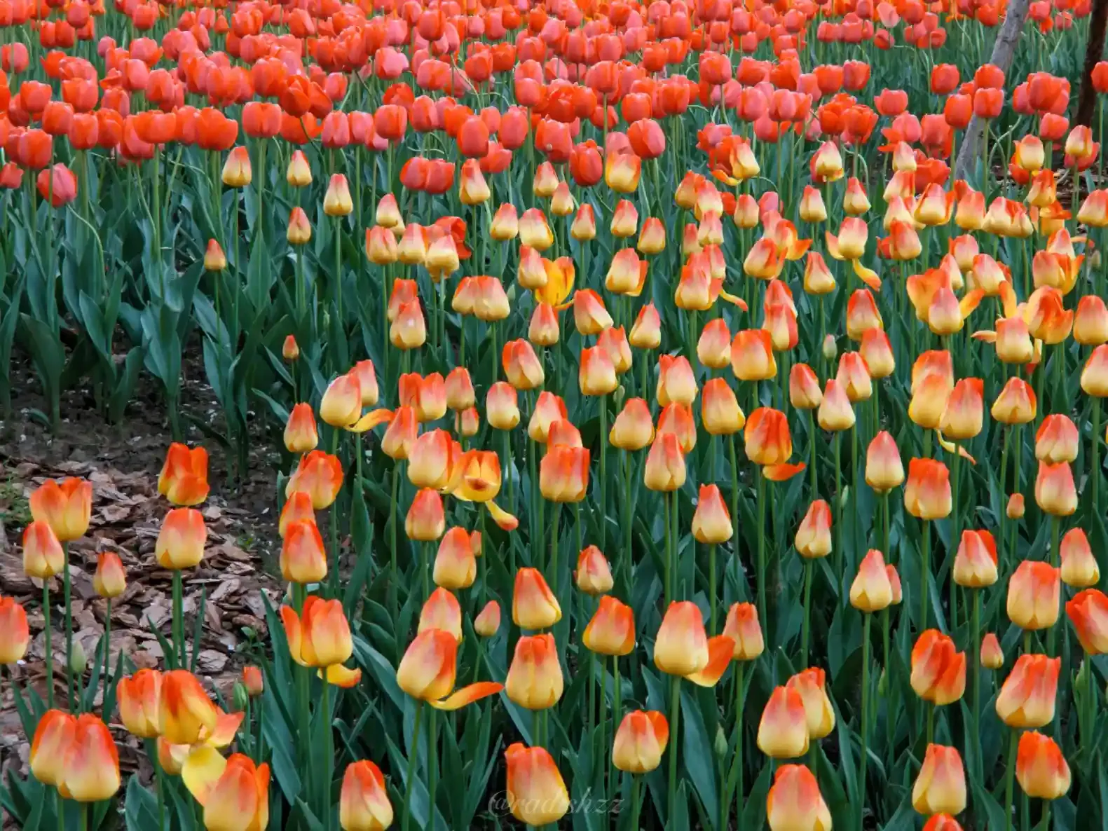 Here's the description of the picture